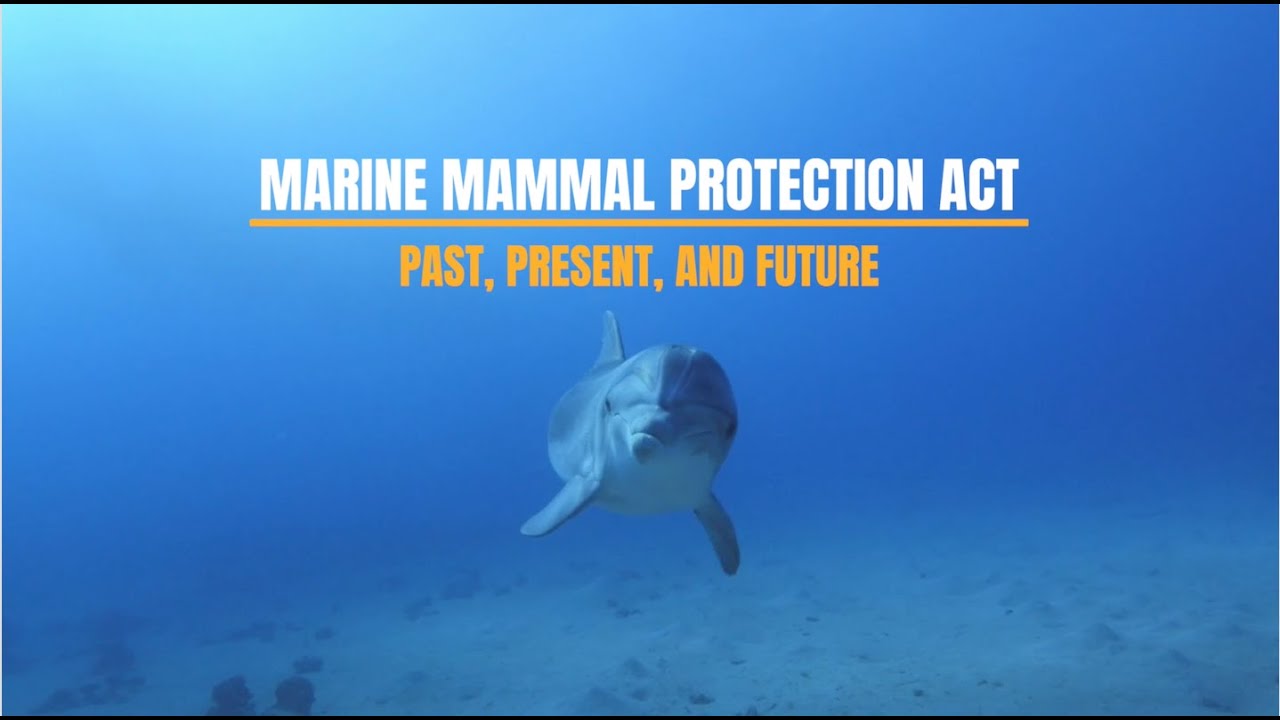 Protecting Marine Mammals Essential Laws and Regulations