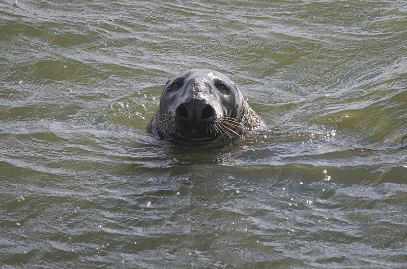 Protecting Marine Mammals Essential Laws and Regulations