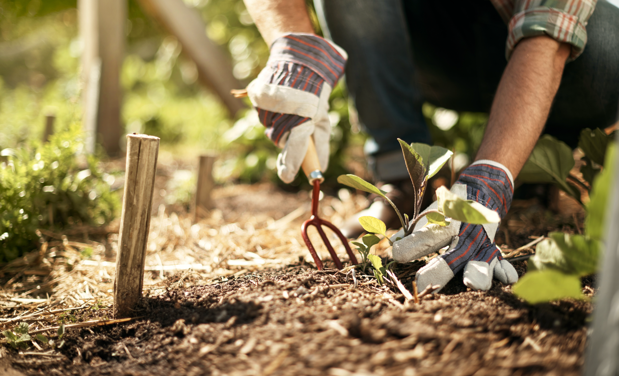 Step-by-Step Gardening for Success Ultimate YouTube Tutorial Guide