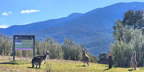 Transforming Landscapes Wildlife Habitat Restoration Success Stories