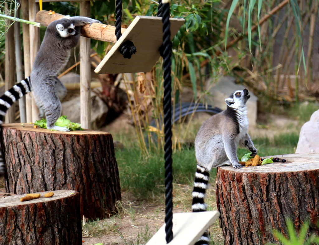 Zoo Animal Enrichment Programs Boosting Animal Well-being and Cognitive Abilities