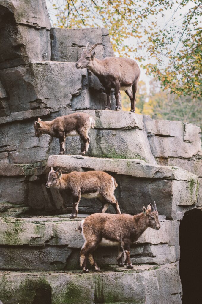 Zoo Animal Enrichment Programs Boosting Animal Well-being and Cognitive Abilities