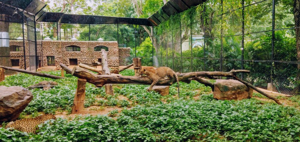 Zoo Animal Enrichment Programs Boosting Animal Well-being and Cognitive Abilities