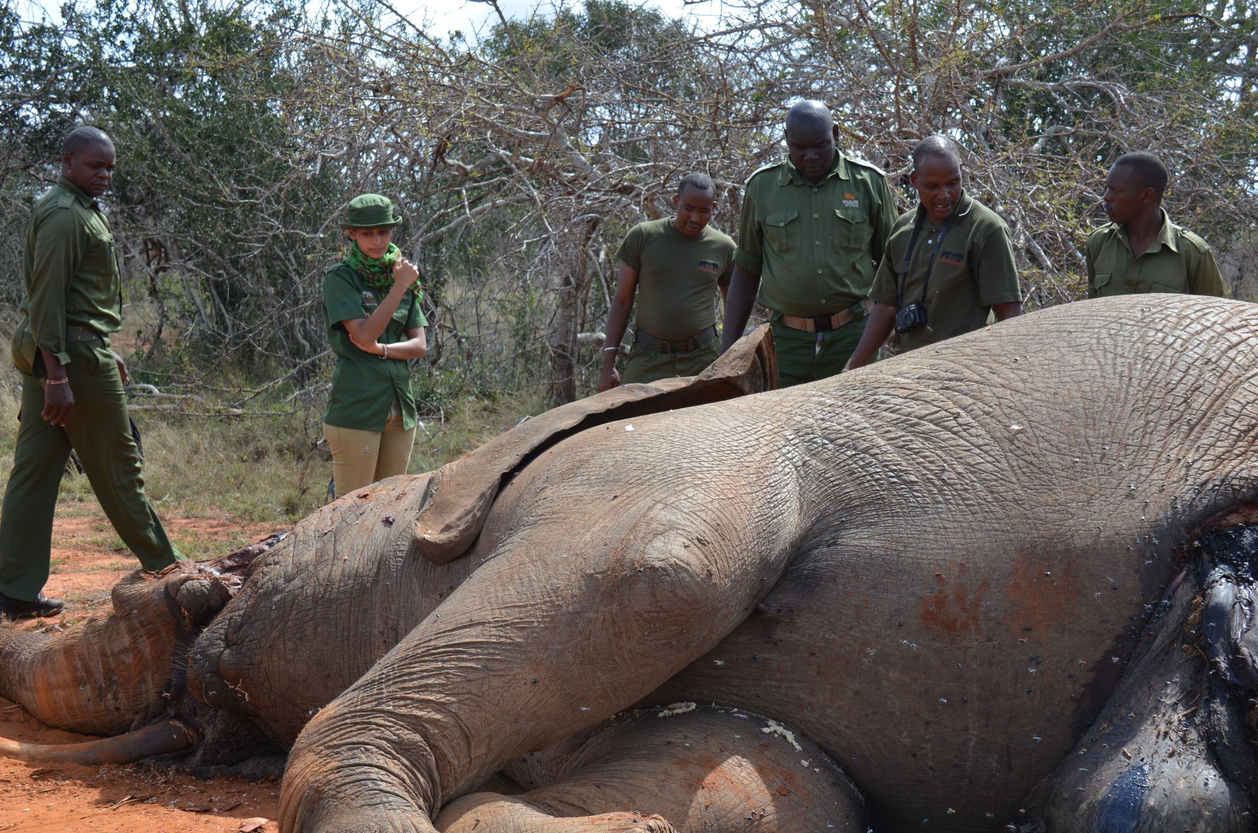 Combating Wildlife Poaching Government