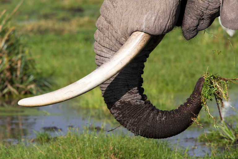 Combating Wildlife Poaching Government